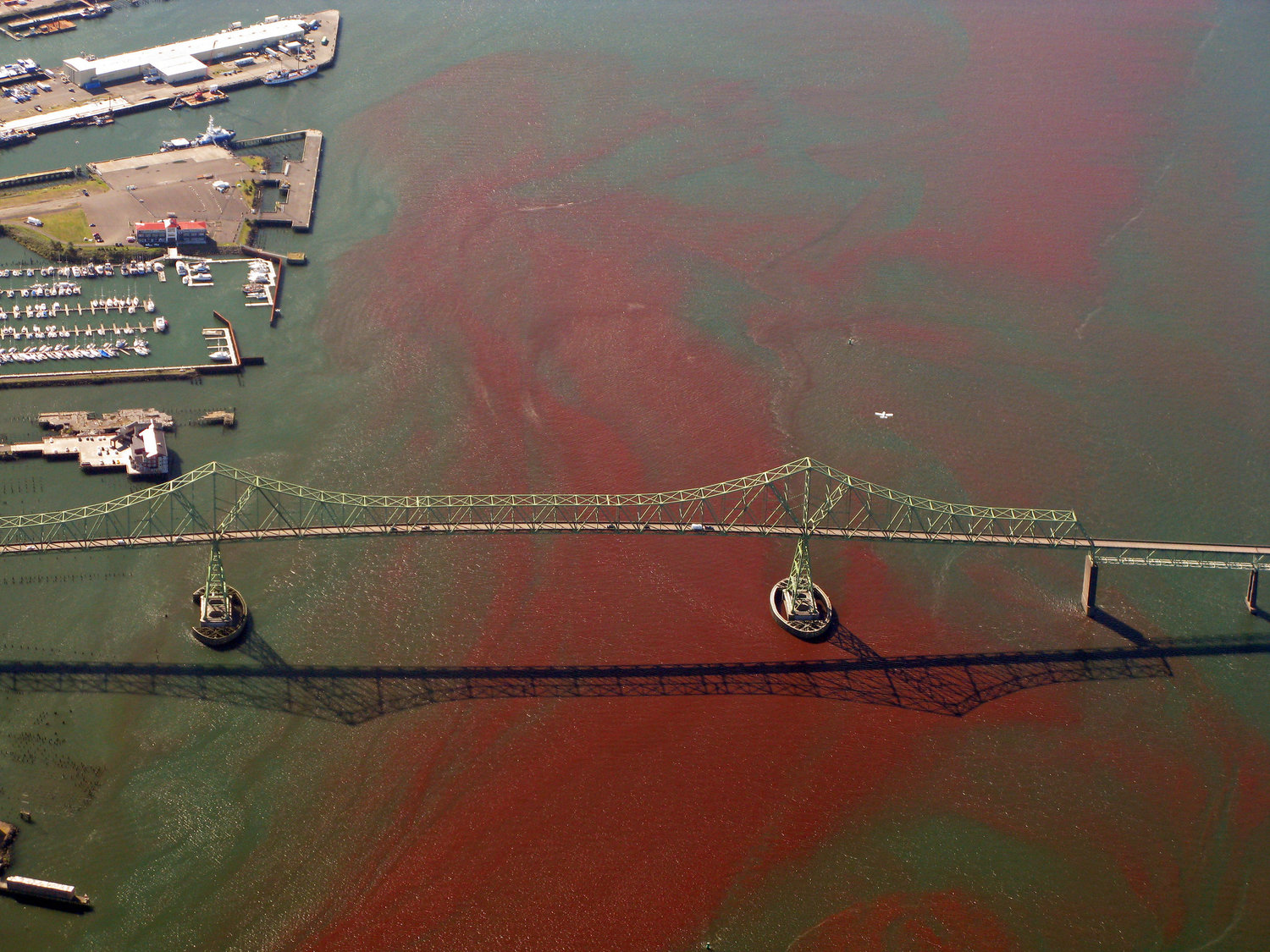 Harmful algal blooms — more commonly known as ‘red tide,’ like this created under the Astoria Bridge in Oregon in 2008 — can cause a number of ecological issues, from killing nearby marine life to creating problems for swimmers.