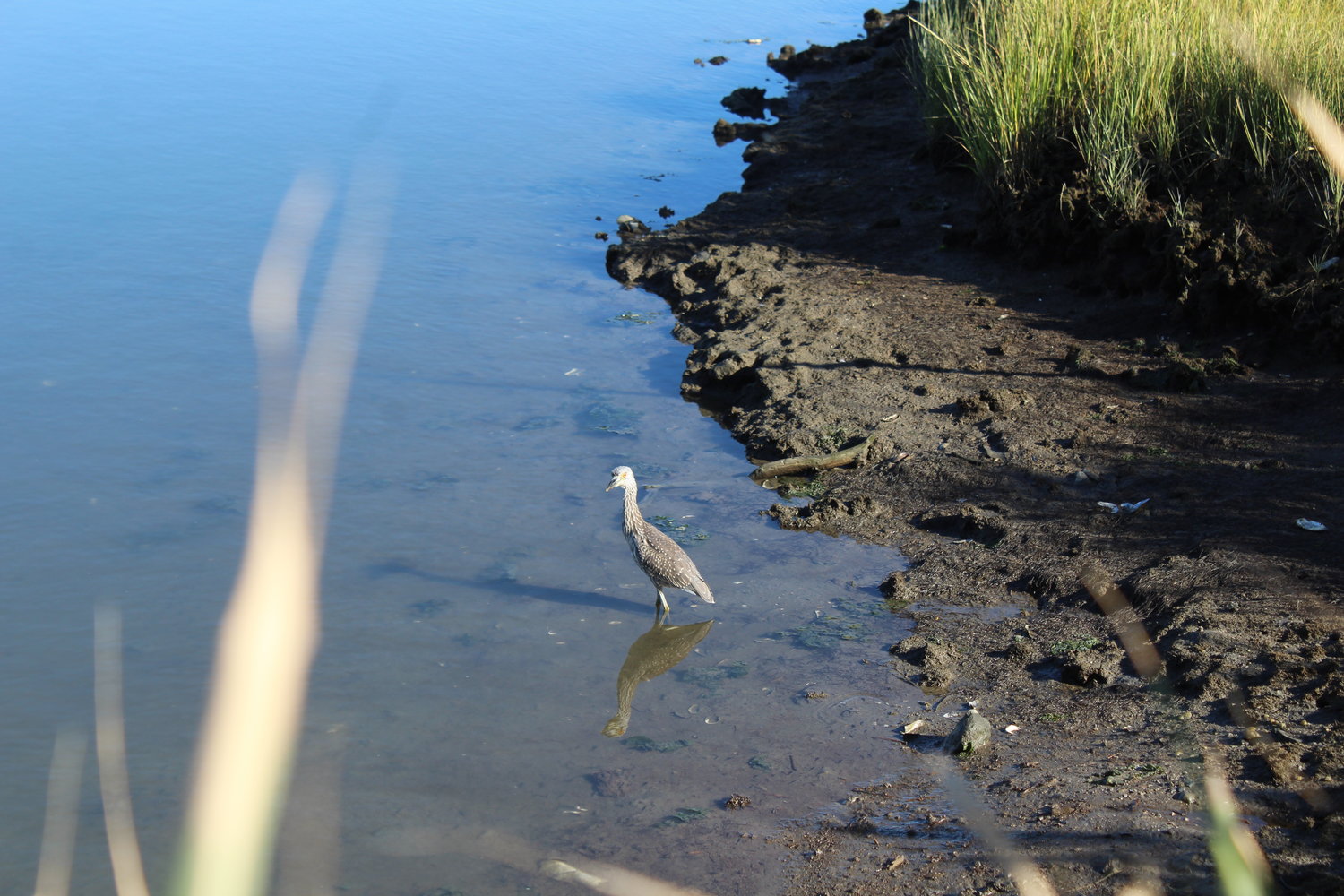 A crowned night heron in the Oceanside Marine Nature Study Area.