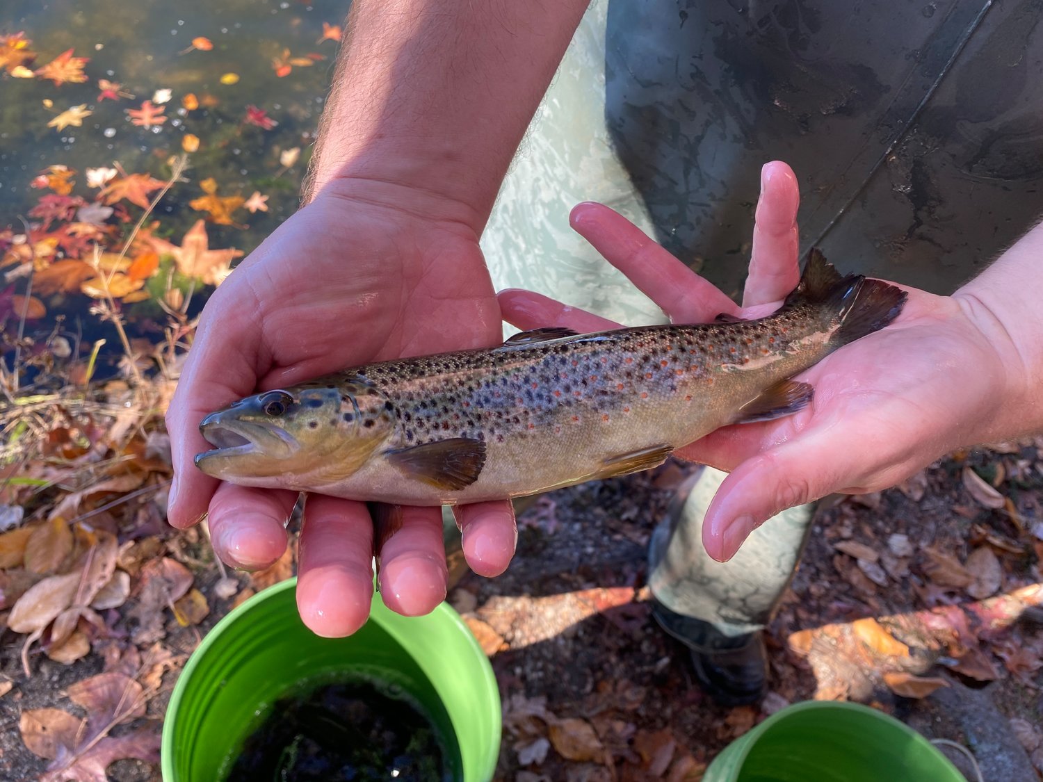 Brown trout were the species stocked on Nov. 3. Brown trout are more likely to survive through the winter than other species in the hatchery, and are selected to keep fishermen busy until spring.