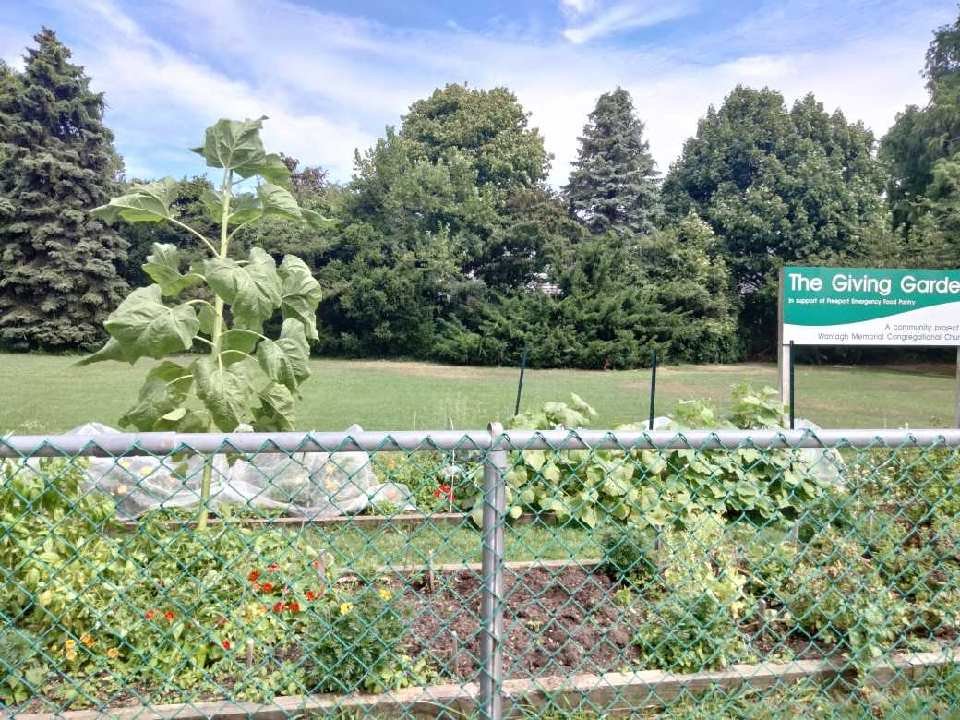 The Wantagh Giving Garden, behind the Memorial Congregational Church, grows a number of crops each year to donate to local pantries.