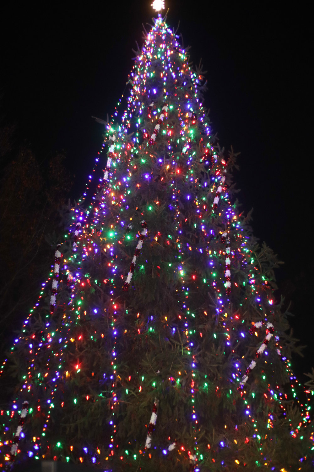The Franklin Square Historical Society’s holiday tree lighting up the night. The 35-year-old tradition also made a comeback this year after a two-year pause.