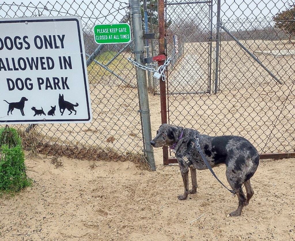 Patty Liguori’s dog, Luna, stood forlornly outside the locked gate at Nickerson Beach dog park. Although no one could know what was going through her mind, it was evident that Luna didn’t understand why her favorite recreational haunt was closed.