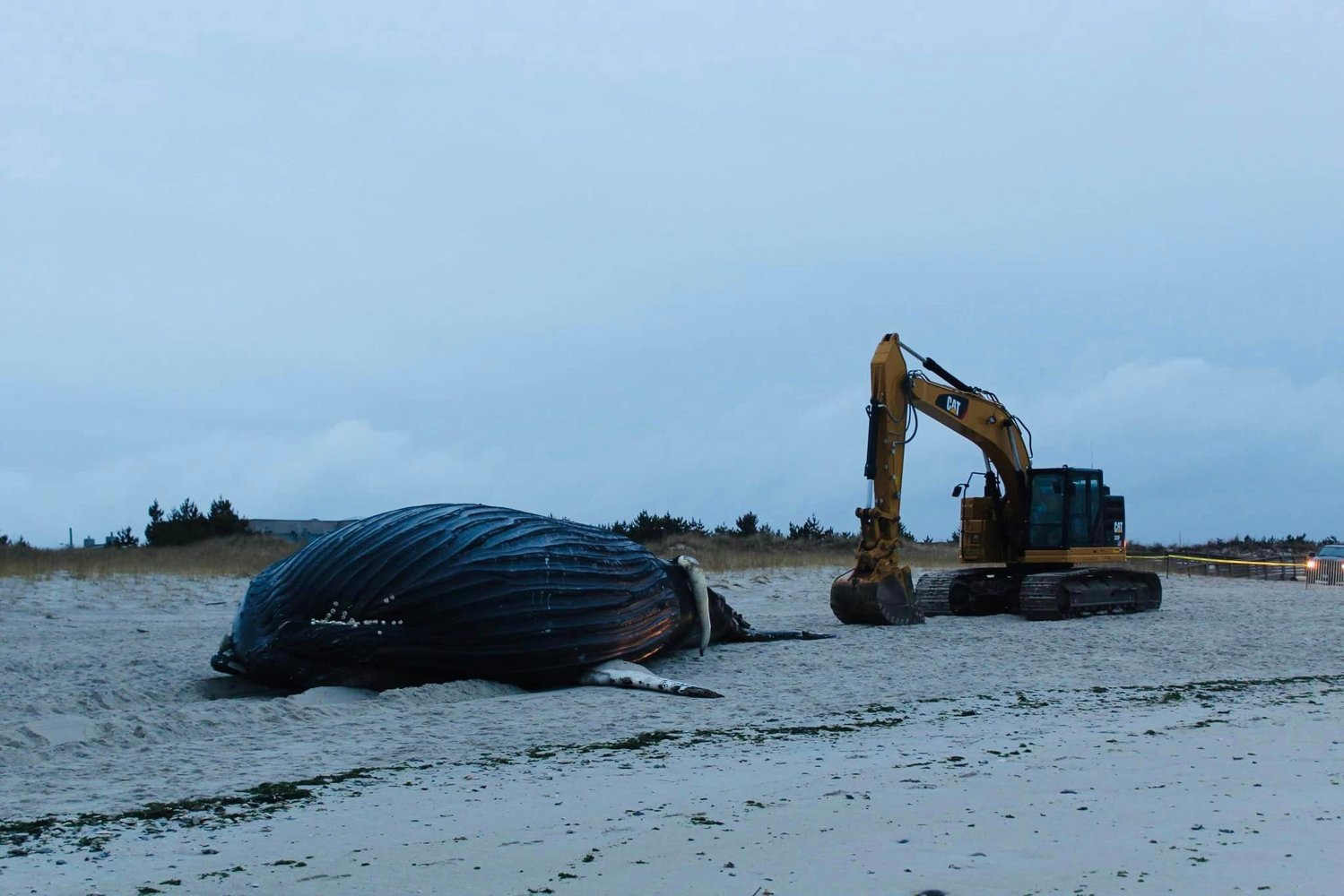 A dead humpback whale known as Luna was beached for a second day on Lido Beach on Jan. 31.