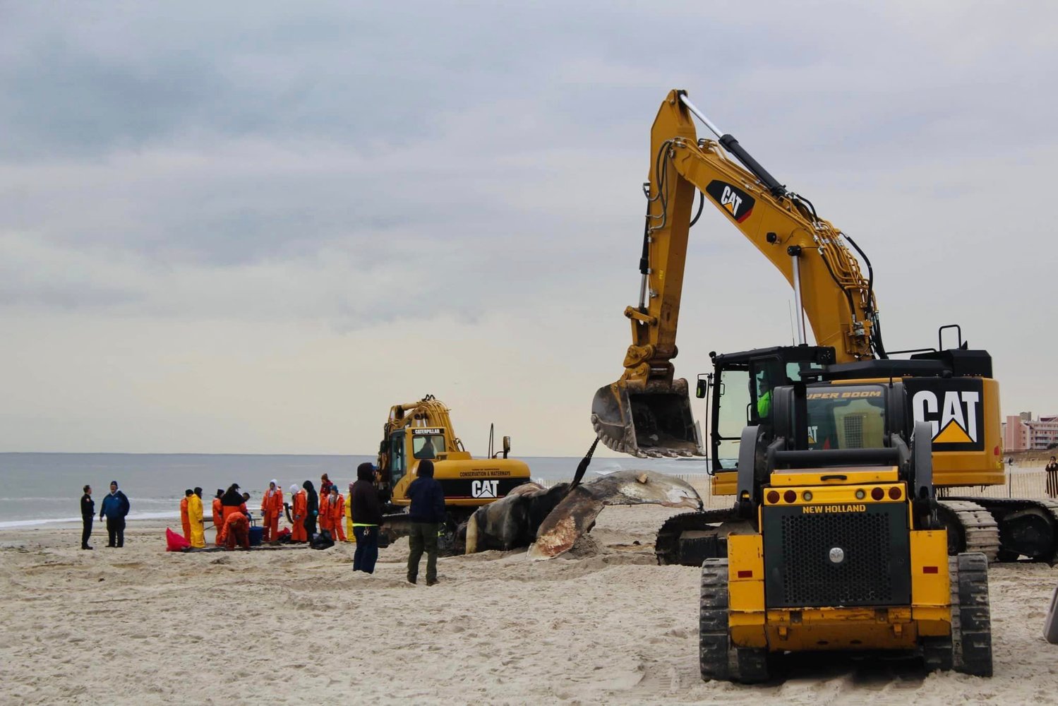 State and federal agencies performed an onsite necropsy, the whale was buried in the dunes afterwards.