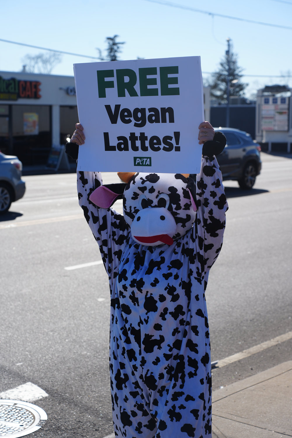 Juliana Di Leonardo dressed up as a cow as part of Humane Long Island’s and PETA’s protest against Starbucks. Starbucks up charges customers for dairy alternatives, which both organizations say is unfair.