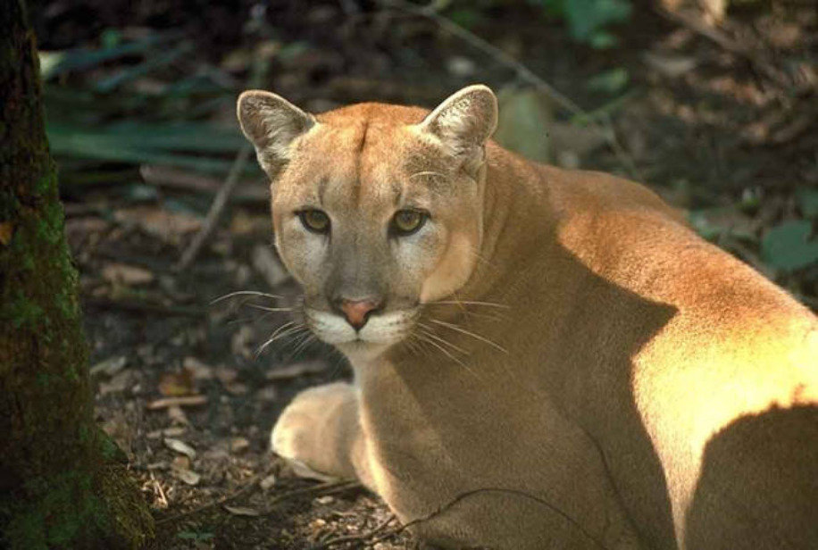 This Florida panther is part of the only known breeding population of cougars east of the Mississippi River. Cougars were once native to New York, but are gone.