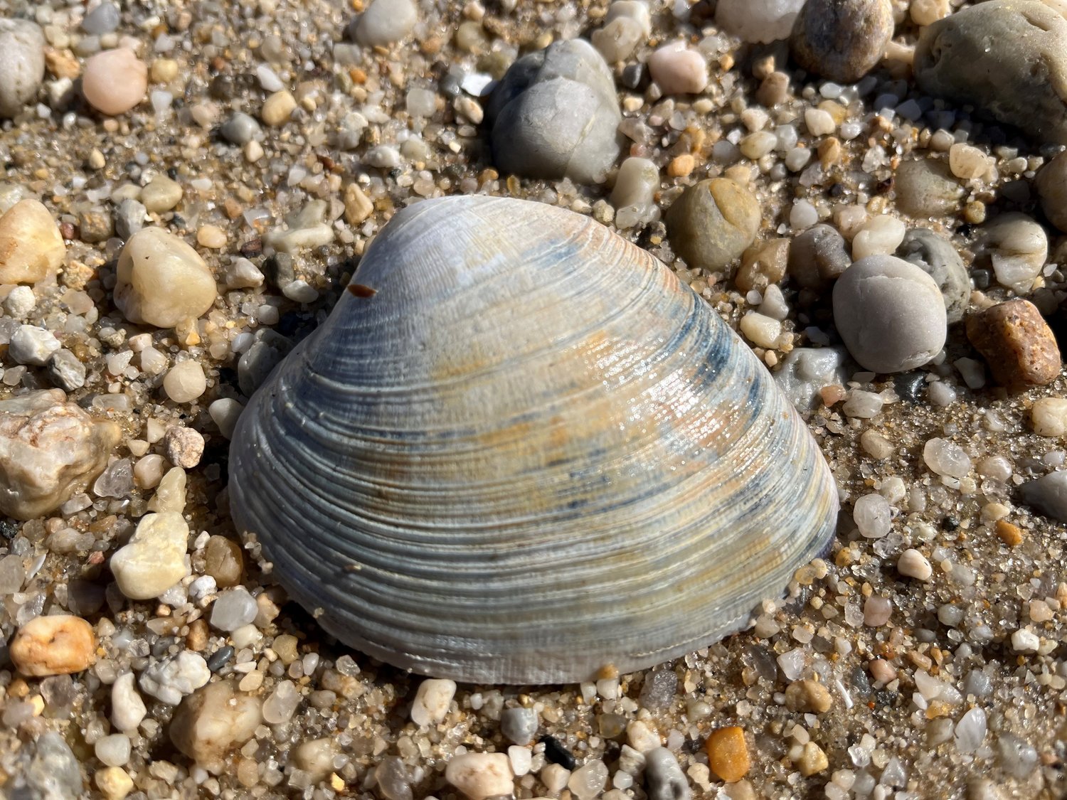 Counting the darker rings on the shell can provide an estimate of how old the clam is.