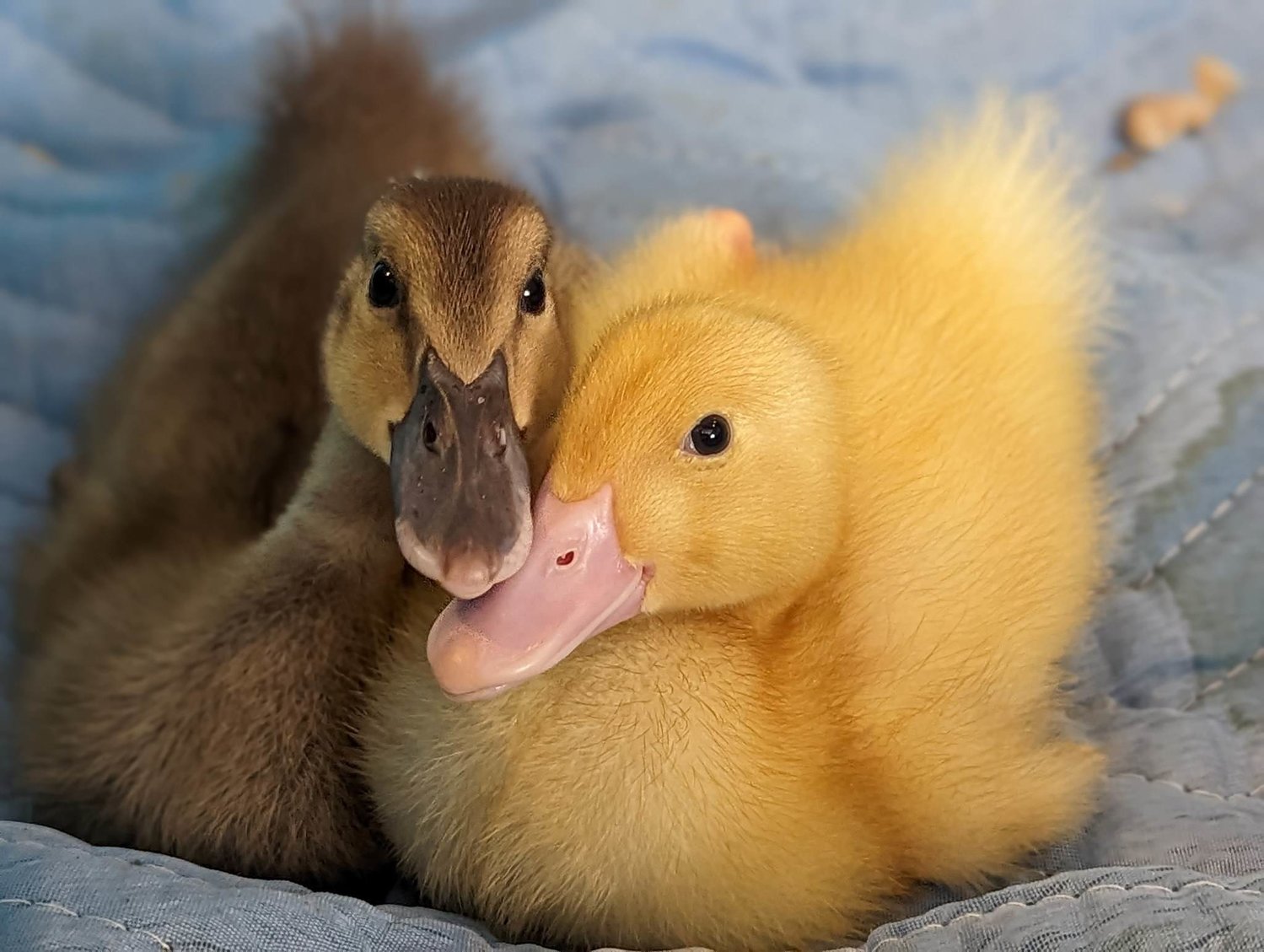 Mail-order chicks and ducklings are illegal to ship in quantities fewer than six in New York, but two ducklings were found delivered to a house in Valley Stream.