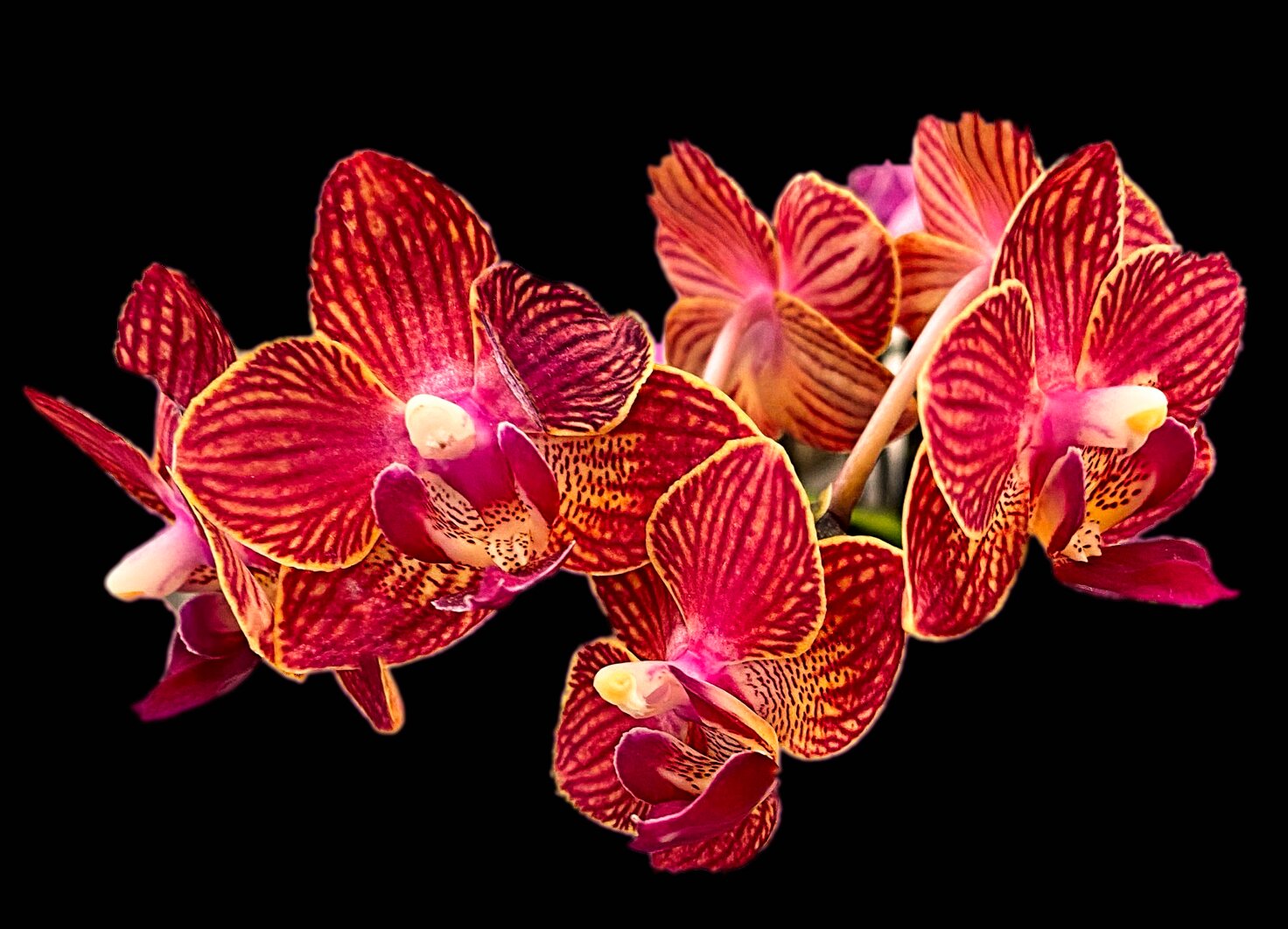 Steven Michael Cohn’s photo “Orchid” will be on display as part of the Malverne Art Walk.