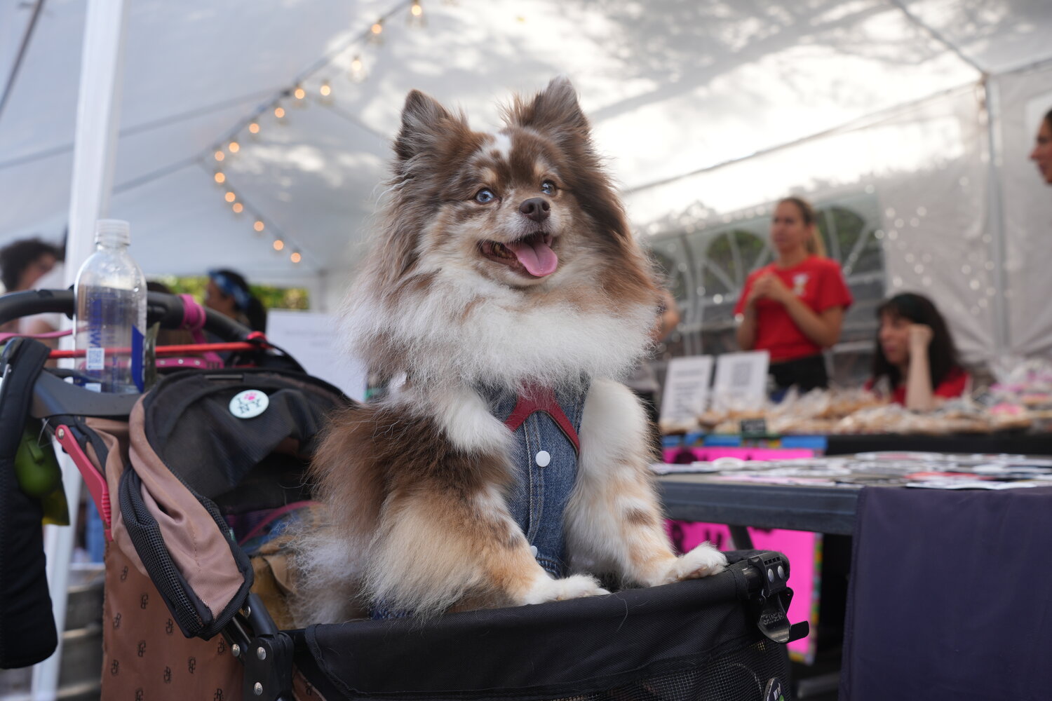 Truffles, in a wagon, got to meet lots of people who stopped by the event.