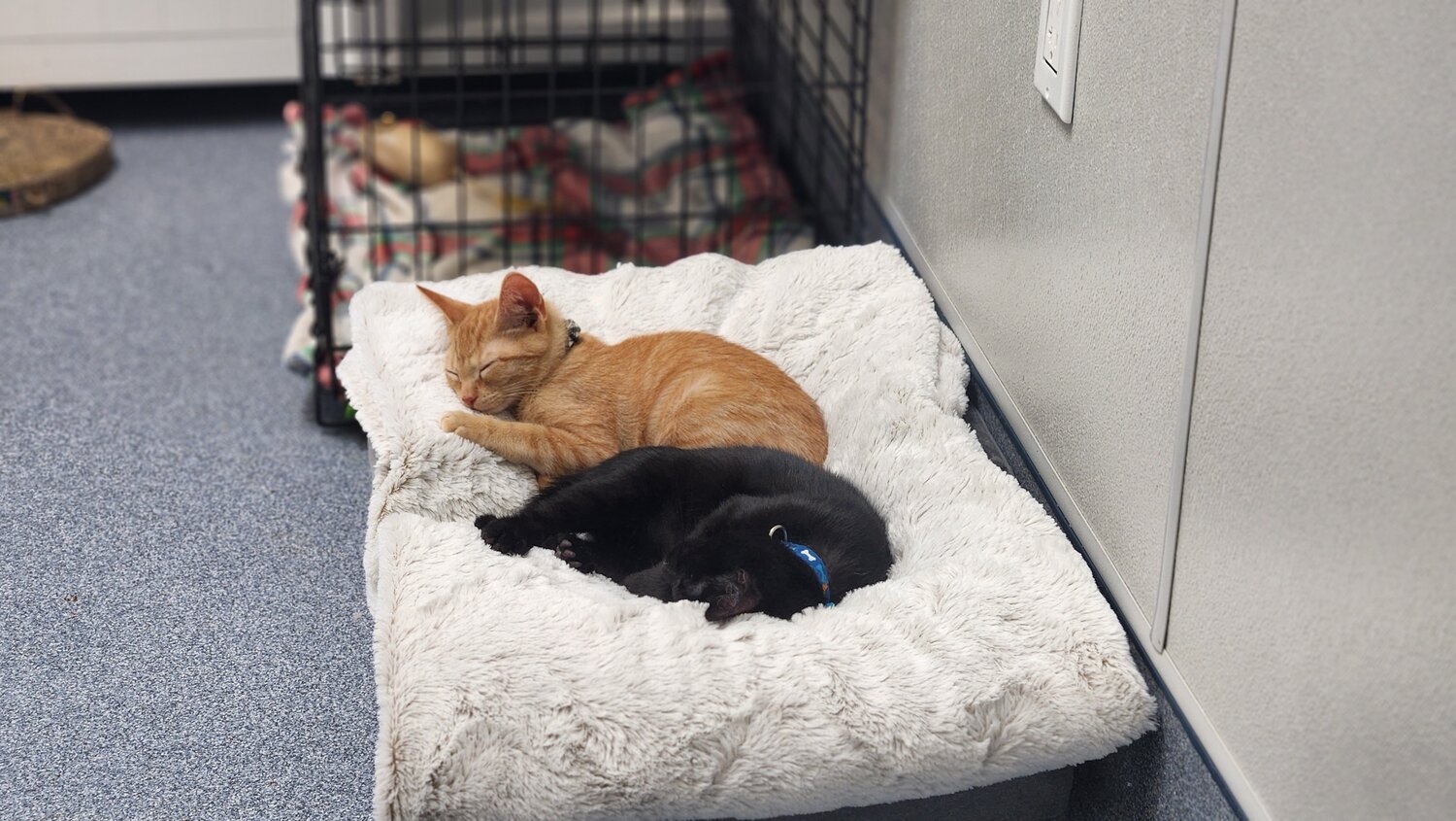 Cove Animal Rescue welcomed 30 new kittens to their designated cat rooms. These two kittens have plenty of plush pillows available to relax on.