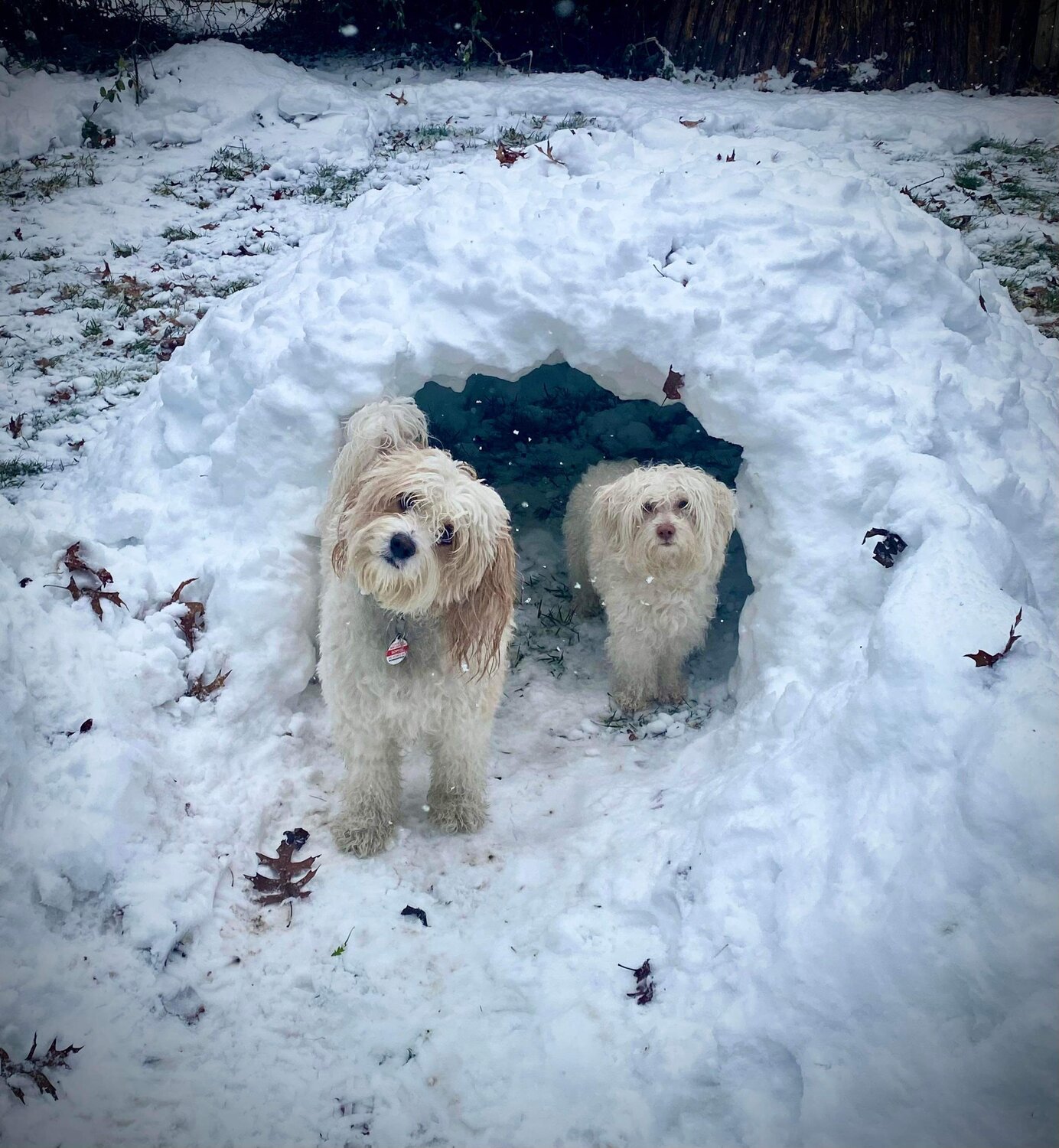 Sophie, left, and Penny in their igloo in Woodmere.