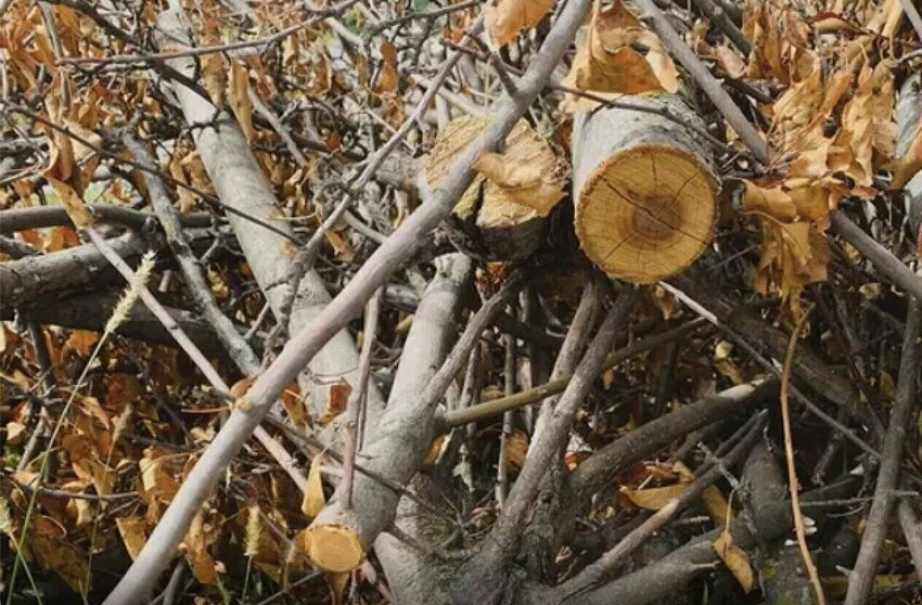 The city asks for participants to have the limbs stacked with the cut end towards the street.


Mail File Photo