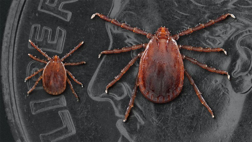 Livestock owners need to keep an eye out for the Longhorned Tick. This invasive species can potentially transmit theileriosis, a disease with no known cure and symptoms, including weight loss, tiredness, weakness, jaundice, and pregnancy loss. These has costed millions of dollars in loss for Livestock and Cattle Ranchers worldwide.   Contributed Photo