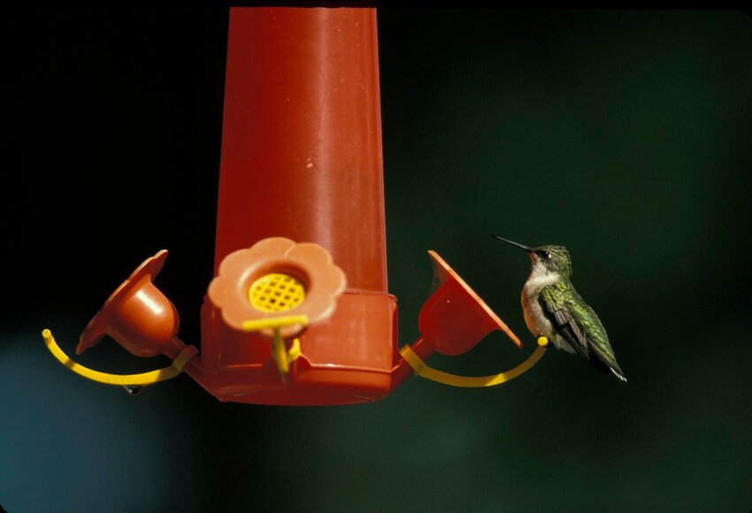 Ruby-throated hummingbird on feeder September, 1993   Contributed Photo
