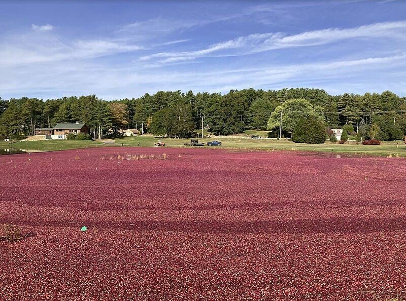 Cranberry west harvest in Kingston, Mass.   Photo by Mathcar