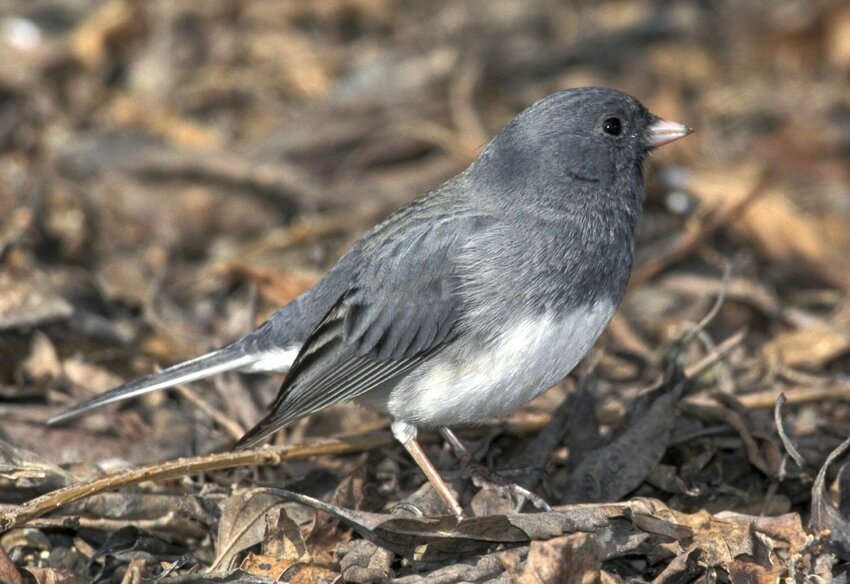 Dark-eyed junco March, 1999   Contributed Photo