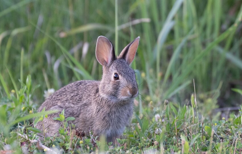 Missouri Cottontail Rabbit   Contributed Photo
