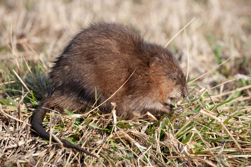Muskrats can be found along the edges of marshes, ponds, sloughs, streams and lakes throughout Missouri.   Photo Contributed by the Missouri Department of Conservation