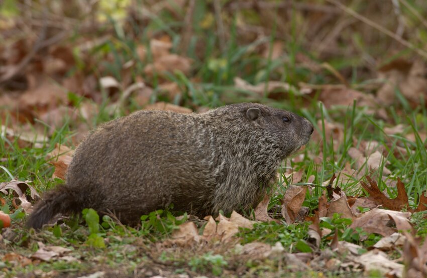 Groundhog Day will be observed Friday, Feb. 2.&nbsp;   Contributed Photo by the Missouri Department of Conservation