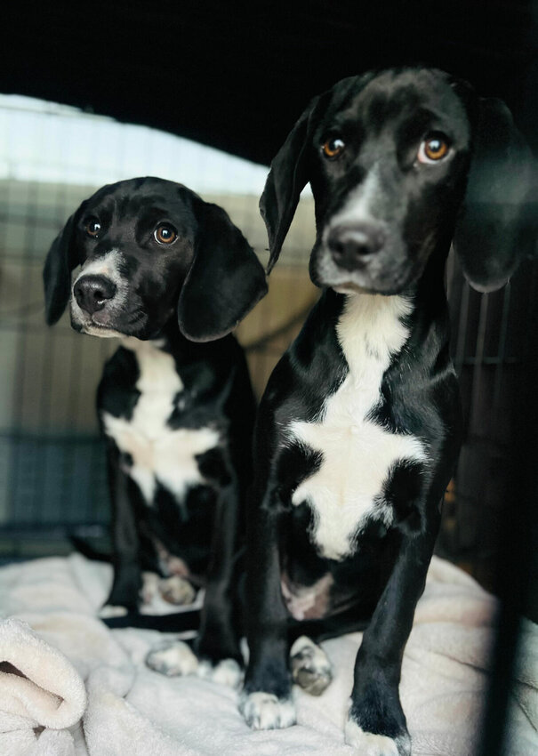 Puppies who recently found a great home through Animal Angels Network rescue.   Contributed Photo