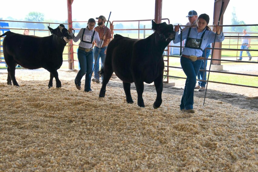 The Junior Jackpot Show on Saturday, April 13, at the Polk County Fairgrounds will once again feature local youth proudly showing off their animals, as they did here in 2023.