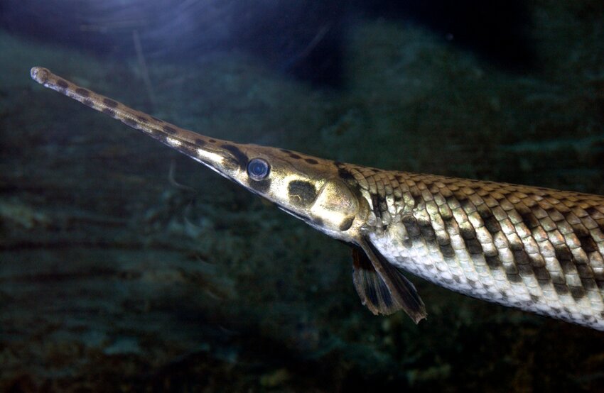 Longnose gar are common throughout Missouri.   Contributed Photo