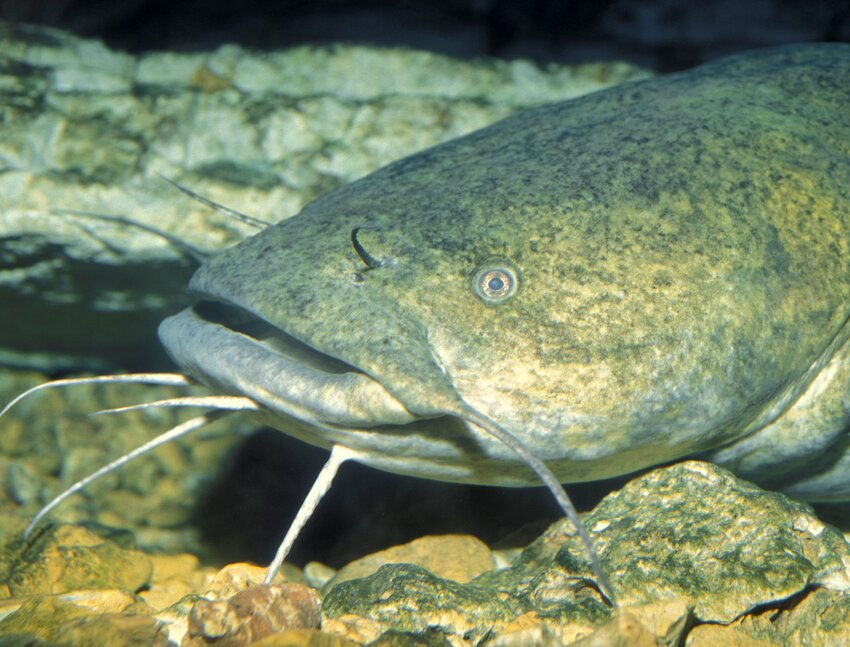 In this part of the country, flathead catfish spawn in late June and July. A saucer-shaped depression is excavated in a natural cavity or near a large, submerged object by one or both parent fish.   Contributed Photo