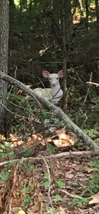 The white deer as seen from Don and Sue Tyson's yard.&nbsp;   Contributed Photos