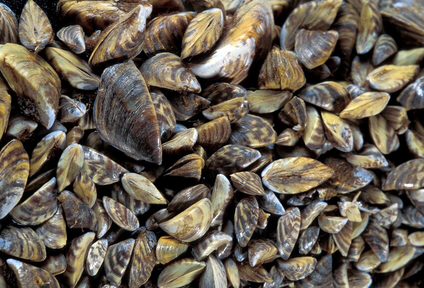 One reason zebra mussels are thriving in North America is that, unlike native mussels, zebra mussels do not have a &ldquo;parasitic&rdquo; stage of development. The larvae of most native mussel species must attach to gill filaments of fish to complete their development and to disperse. Zebra mussel veligers are free-swimming and, thus, have a broader ability for dispersal. They also have a high reproductive capacity.   Contributed Photo
