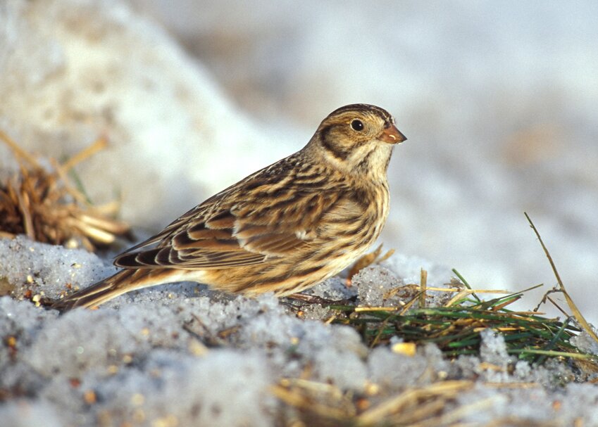 Pictured is the Lapland Long Spur.   Contributed Photo