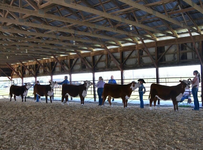 Participants show cattle at the 2024 MBD Classic Junior Jackpot Show.   Contributed Photo