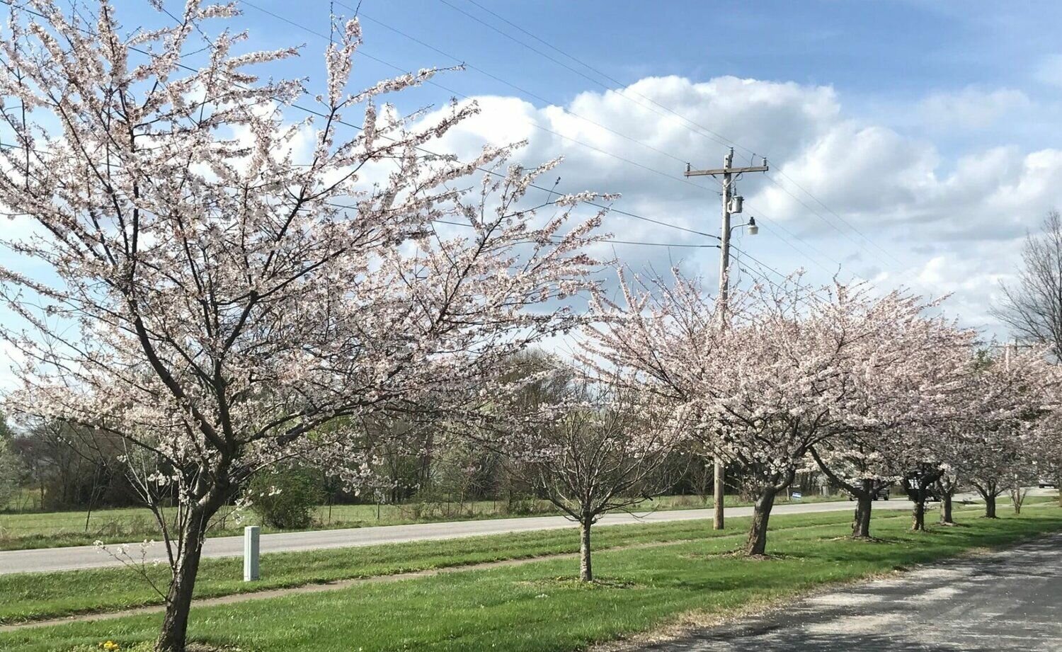 Jampacked schedule for annual Cherry Blossom Festival Marshfield Mail