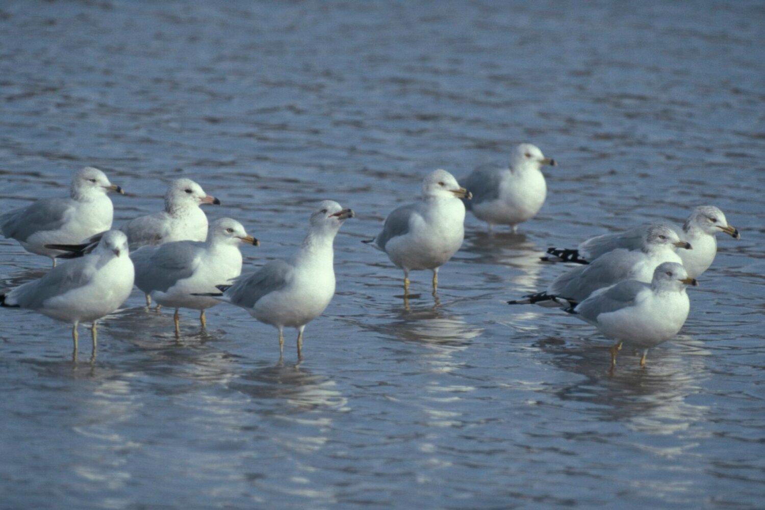 Ring-billed gull flock standing in shallow water February, 2000


Contributed Photo