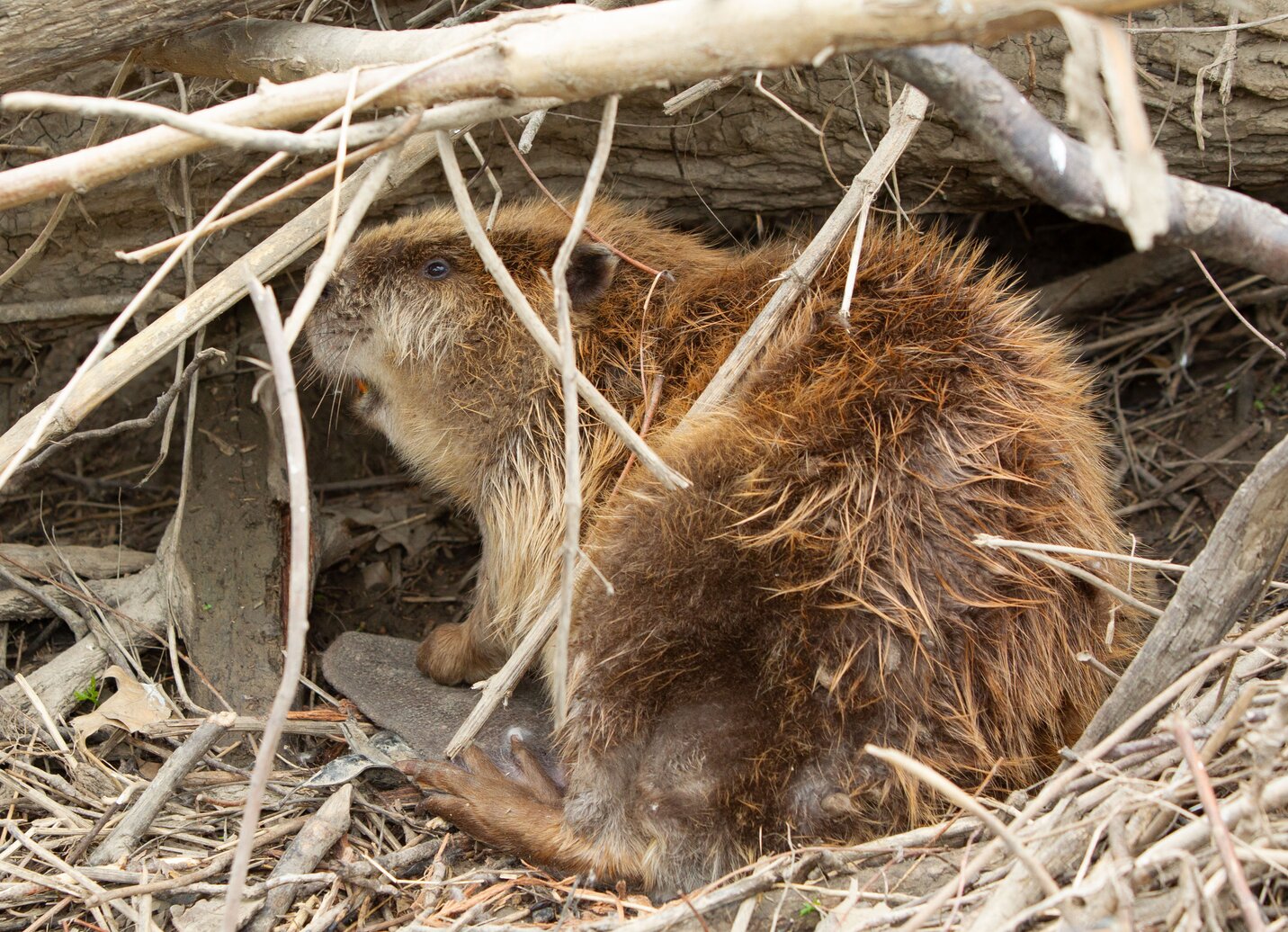 The native animal of the week is the beaver. 


Contributed Photo