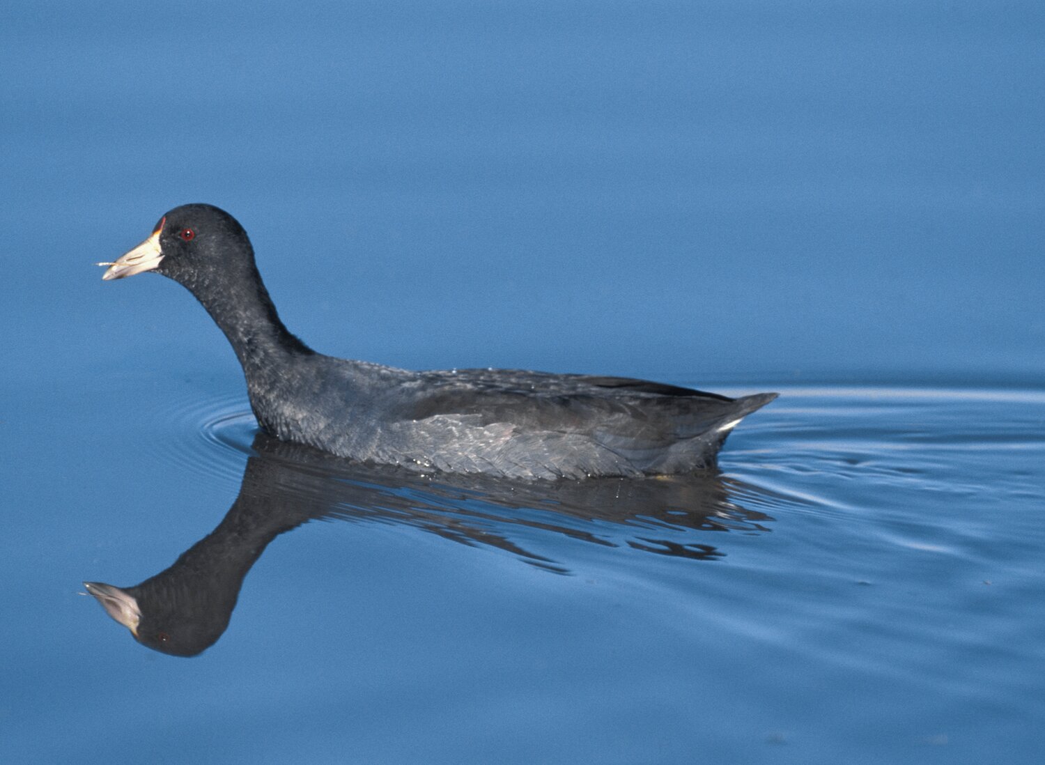The American Coot


Contributed Photo