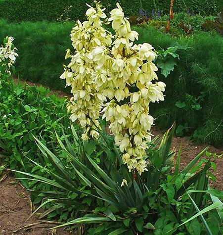 Yucca: Overlooked Star of Early Summer | Marshfield Mail