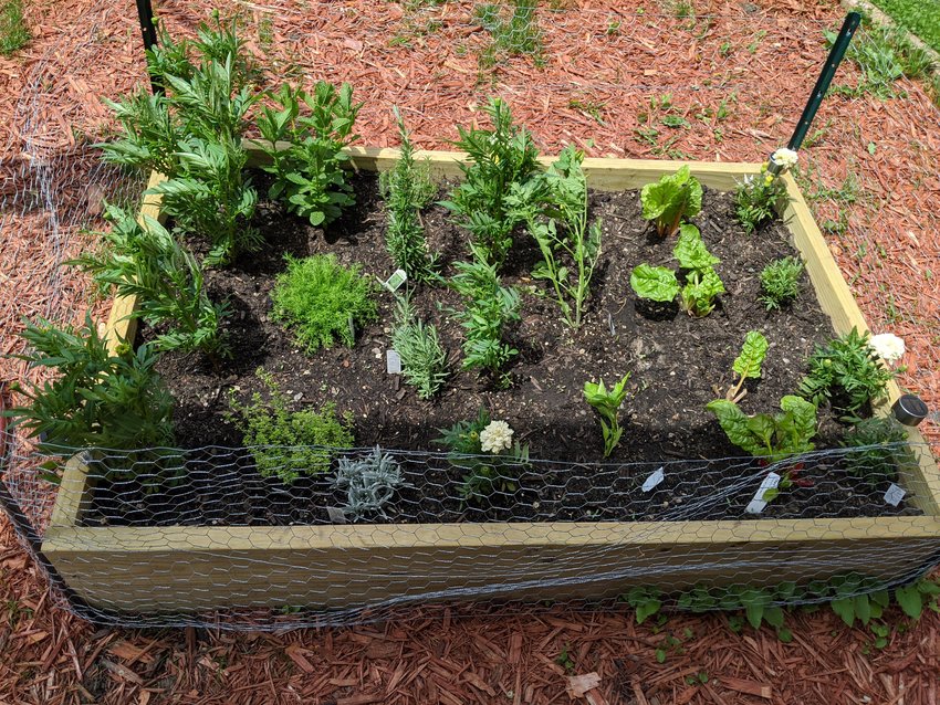 Lena Hristova of Longfellow plants vegetables and herbs in the raised garden bed from Chard Your Yard.(Photo submitted)