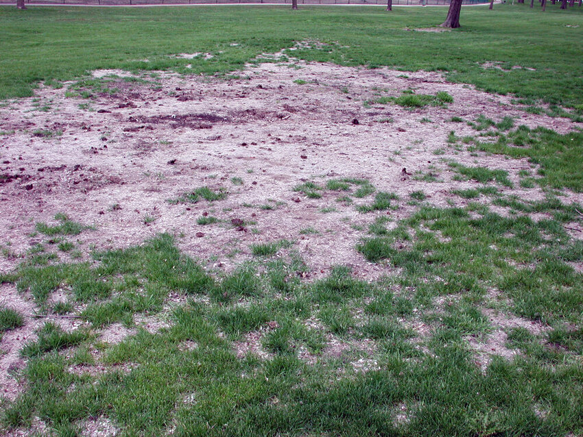 Does your lawn have big, dead spots in it? It might be the work of grubs. They eat grass roots. In areas of severe damage, you may be able to roll back the sod like a carpet.