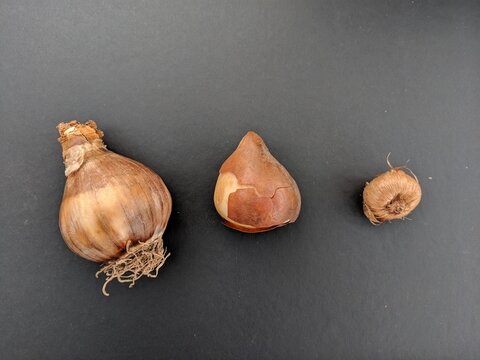 Bulbs come in different sizes. Above (left to right) are daffodil, tulip, and crocus bulbs.  At right is a hardy allium, a decorative onion that features a large, puffy flower on a tall stalk. (Photo submitted)