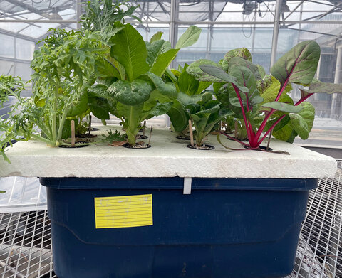 There are a number of options for hydroponic systems &ndash; ways to a grow plants directly in water, without soil. (Photo submitted)