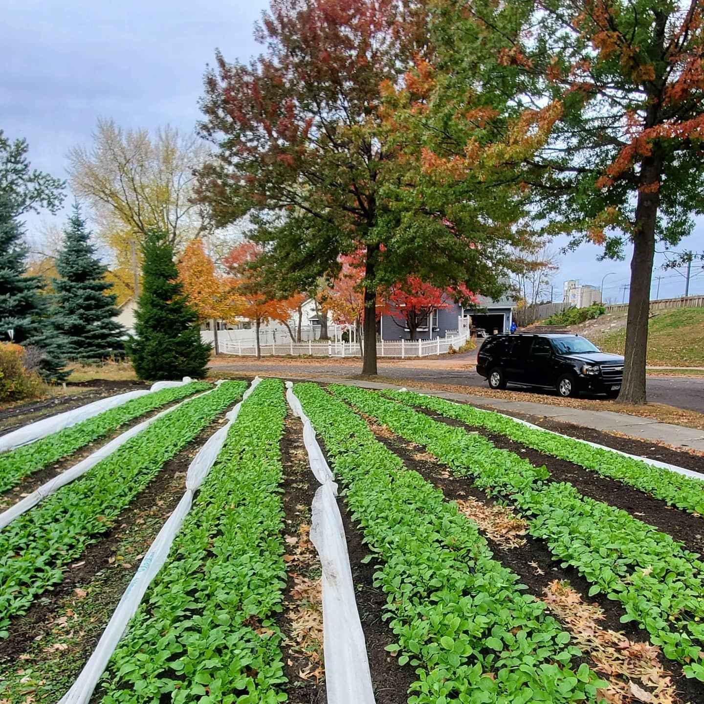 Bullthistle Gardens plants a 3,200-square-foot lot in Standish-Ericsson through the Homegrown Minneapolis Garden lease program.  (Photo submitted)