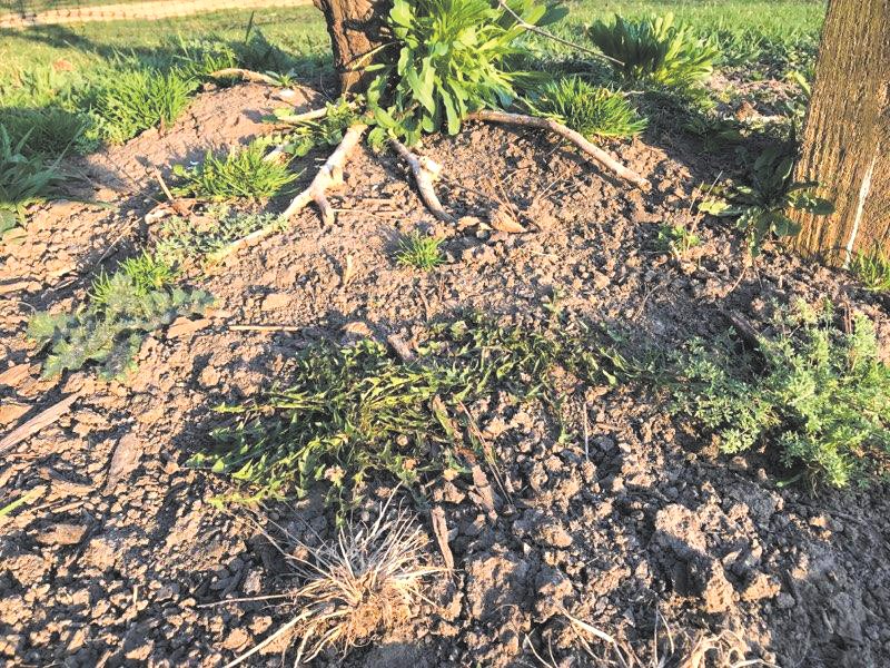 The photo illustrates exposed tree roots where jumping worm infestation had consumed all the mulch and soil, leaving castings that washed away.