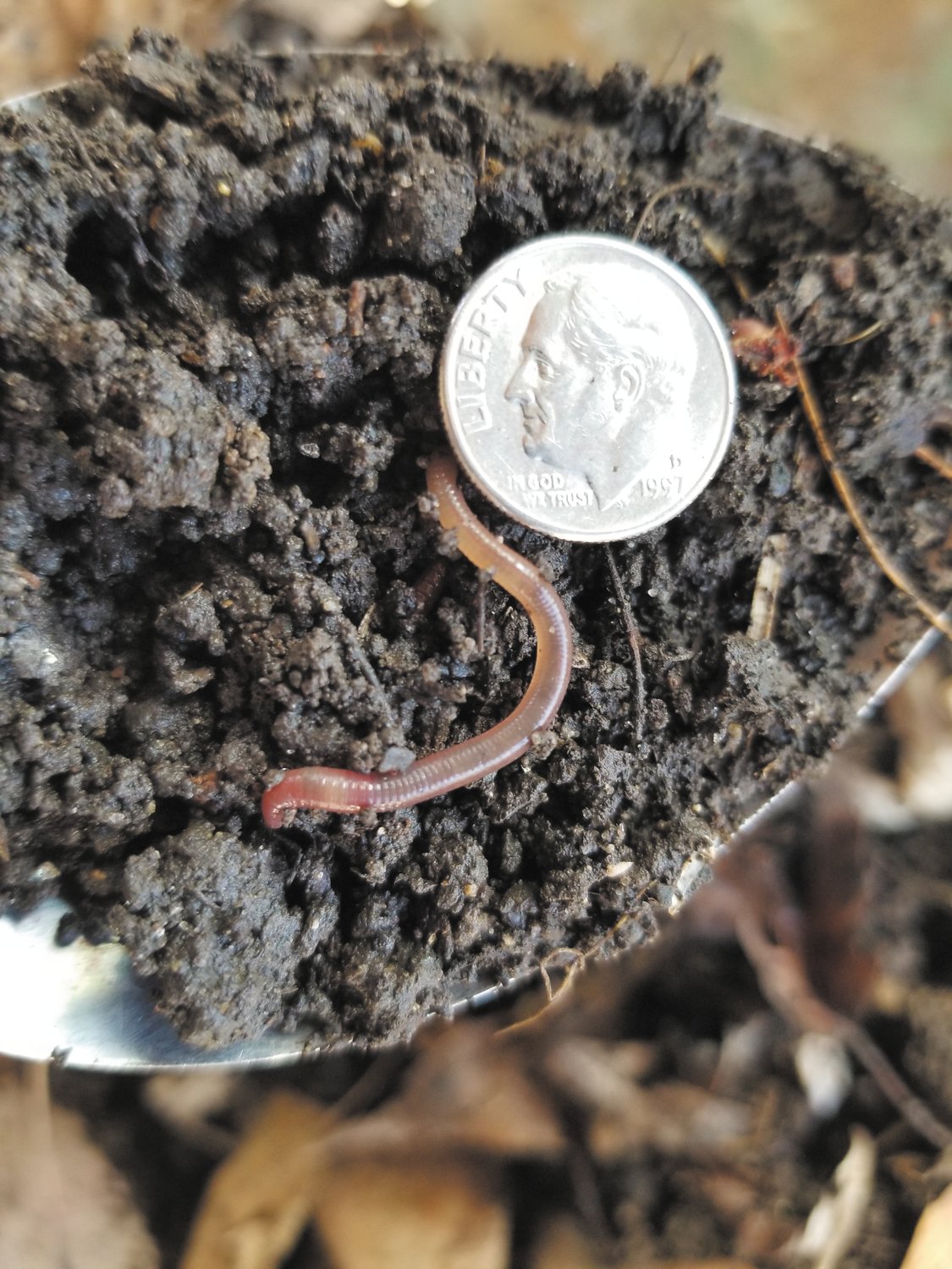 Photo of small juvenile jumping worms. These are in a terrarium at Julie Vanatta's home. Specimens were collected from infested gardens in St Paul and Edina.