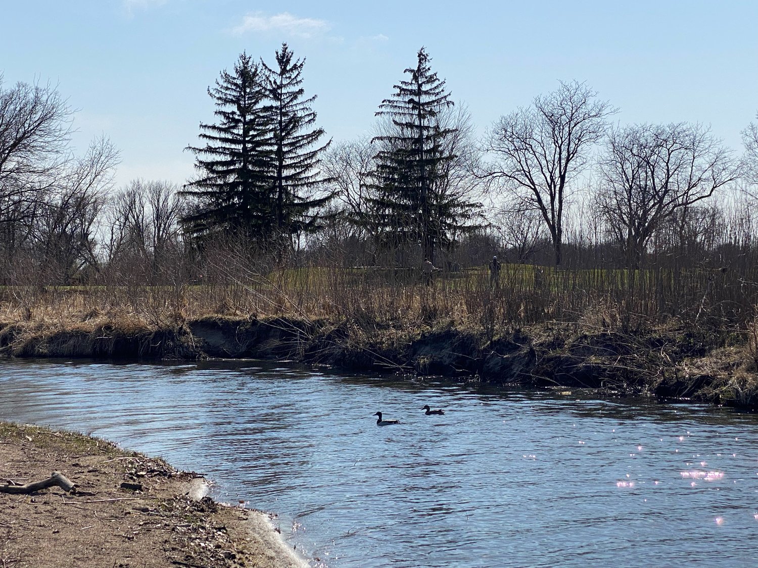 The delta habitat is the heart of the Lake Hiawatha’s biodiversity, and has been the focus of countless hours of community restoration work. Friends of Lake Hiawatha have worked for years with Dakota friends to restore foods and medicines obliterated from this land in 1929.