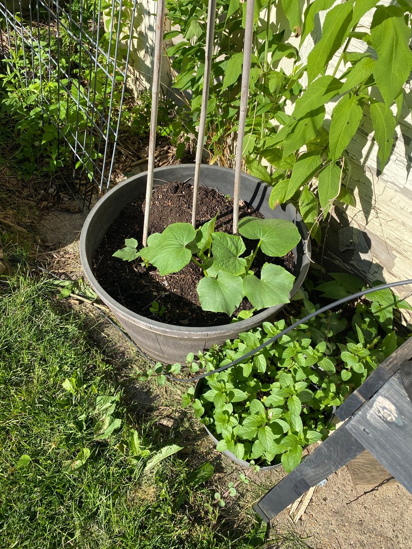 Cucumbers and mint grow in pots next to the foundation.