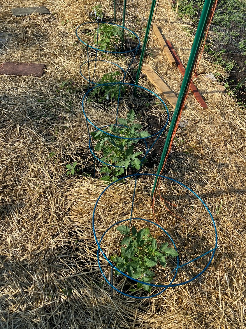 Young tomatoes are coverd with hay to keep them cleaner.