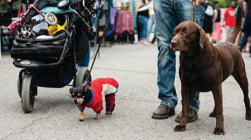 The 17th Annual Linden Hills Woofstock will be Minnesota biggest party for dogs.