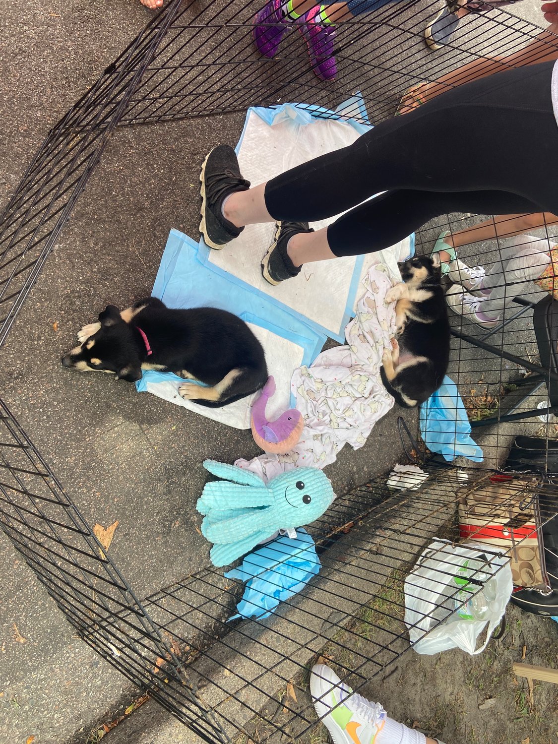 These unnamed puppies were just some of many dogs available for adoption at Woofstock on Saturday September 10, 2022 hosted at Sheridan Ave S & W 43rd St.
