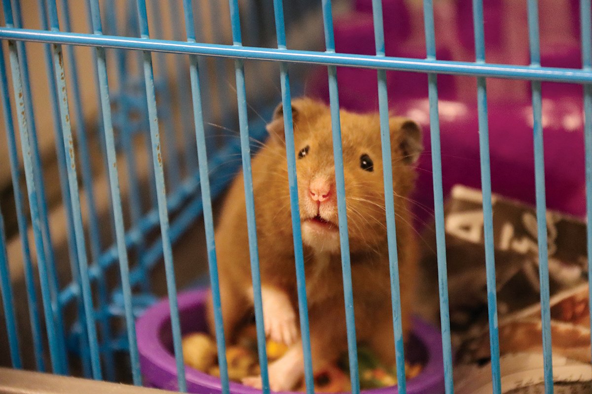 The shelter houses a variety of animals and staff never quite know what will come in – such as birds, chickens, goats and this one-year-old Hamster.